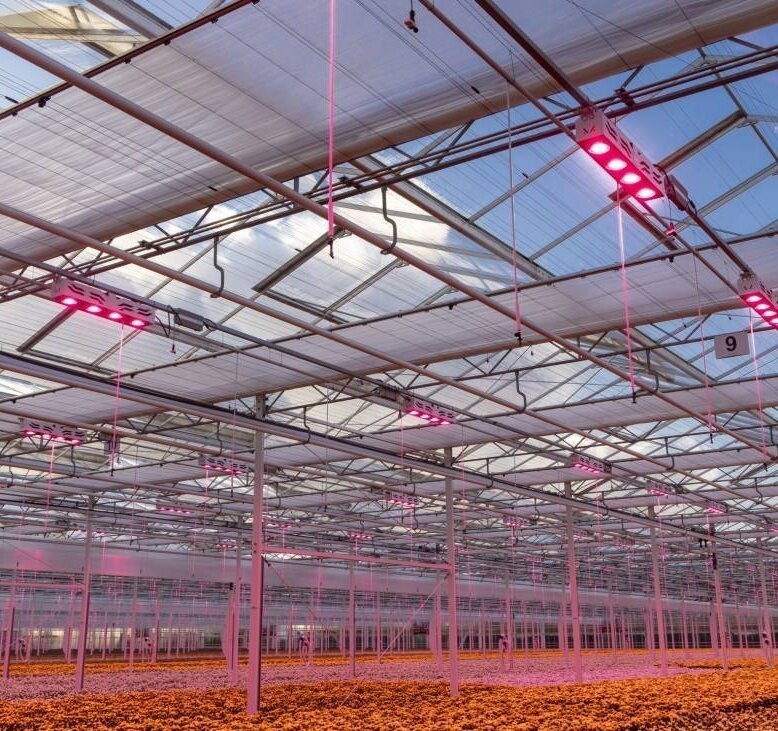 Planten onder roze groeilampen